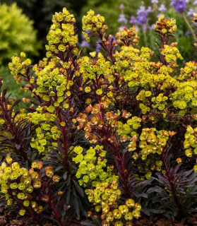 Euphorbia amygdaloides 'Miner's Merlot'